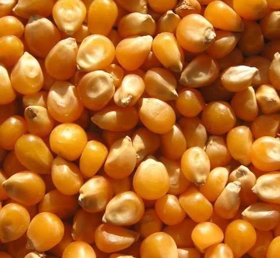 Yellow Corn Supply