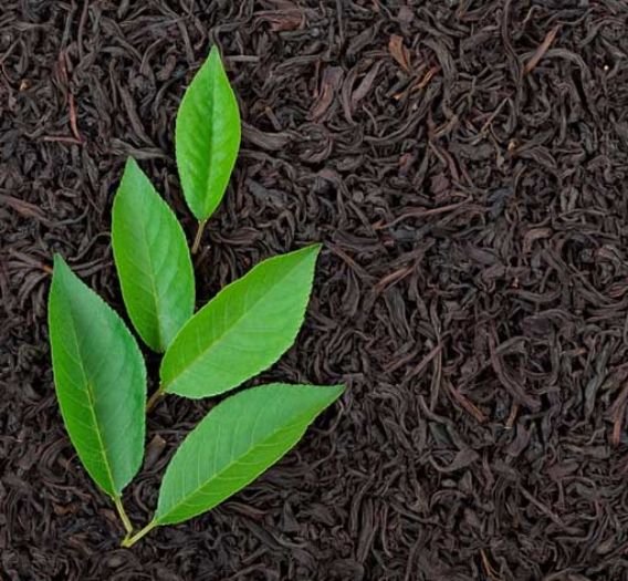 Premium Tea Sourcing
