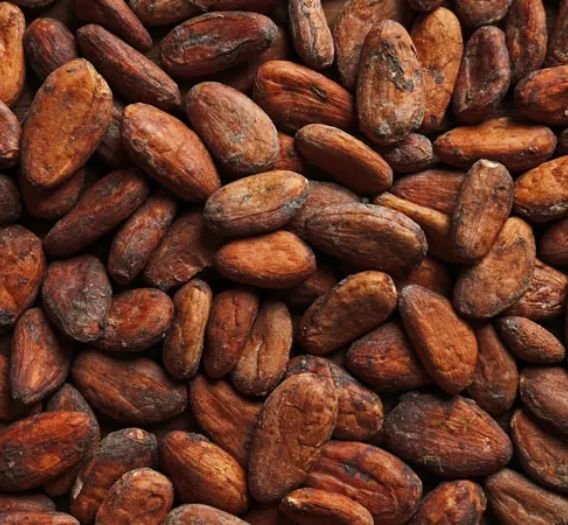 Cocoa Bean Supply