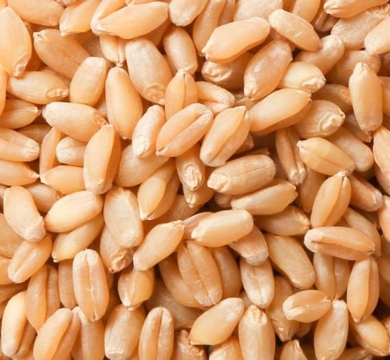 Wheat Grain Supply
